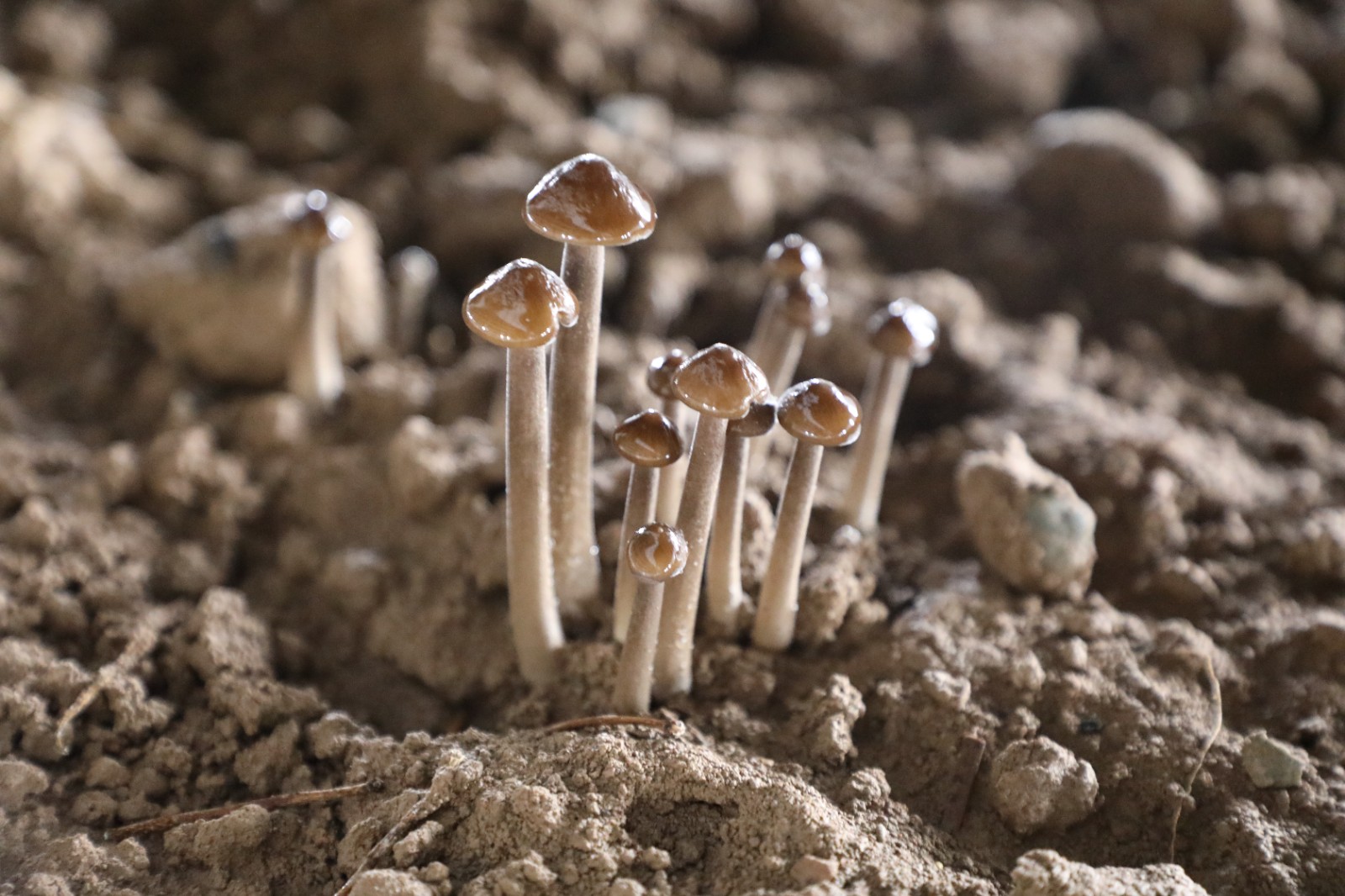 蘑菇種植